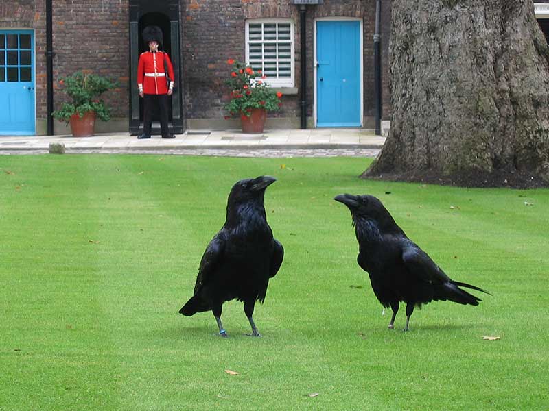 corbeaux-londres